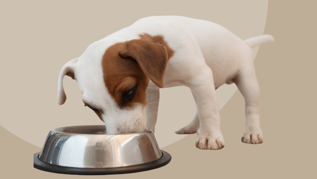 ERRORES FRECUENTES EN LA ALIMENTACIÓN DE TU MASCOTA