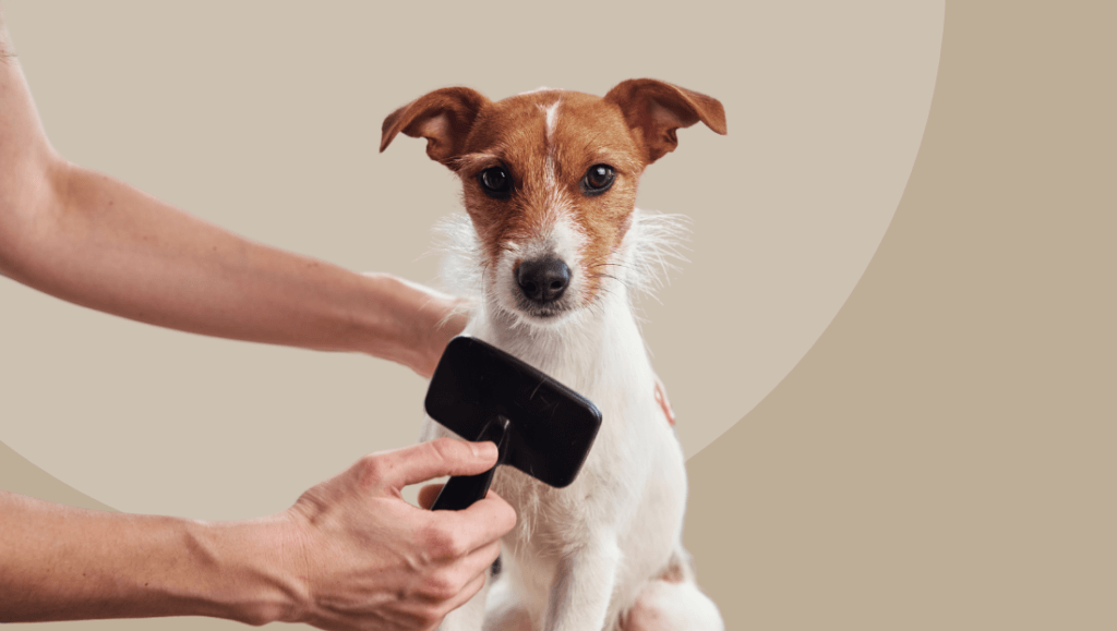 CAMBIO DE PELO DEL PERRO