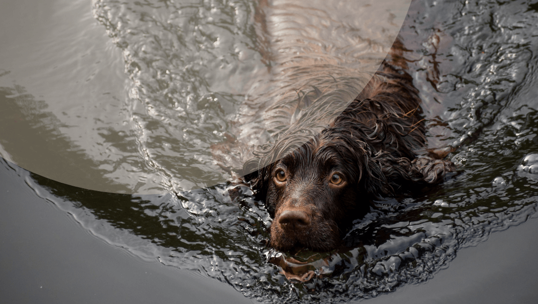 Imagen post del blog de veterinari del clinic cómo enseñar a tu perro a nadar Imagen post del blog de veterinari del clinic cómo enseñar a tu perro a nadar