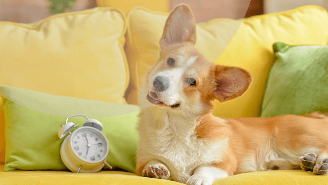 imagen post del blog de veterinari del clinic cambio de horario imagen post del blog de veterinari del clinic cambio de horario