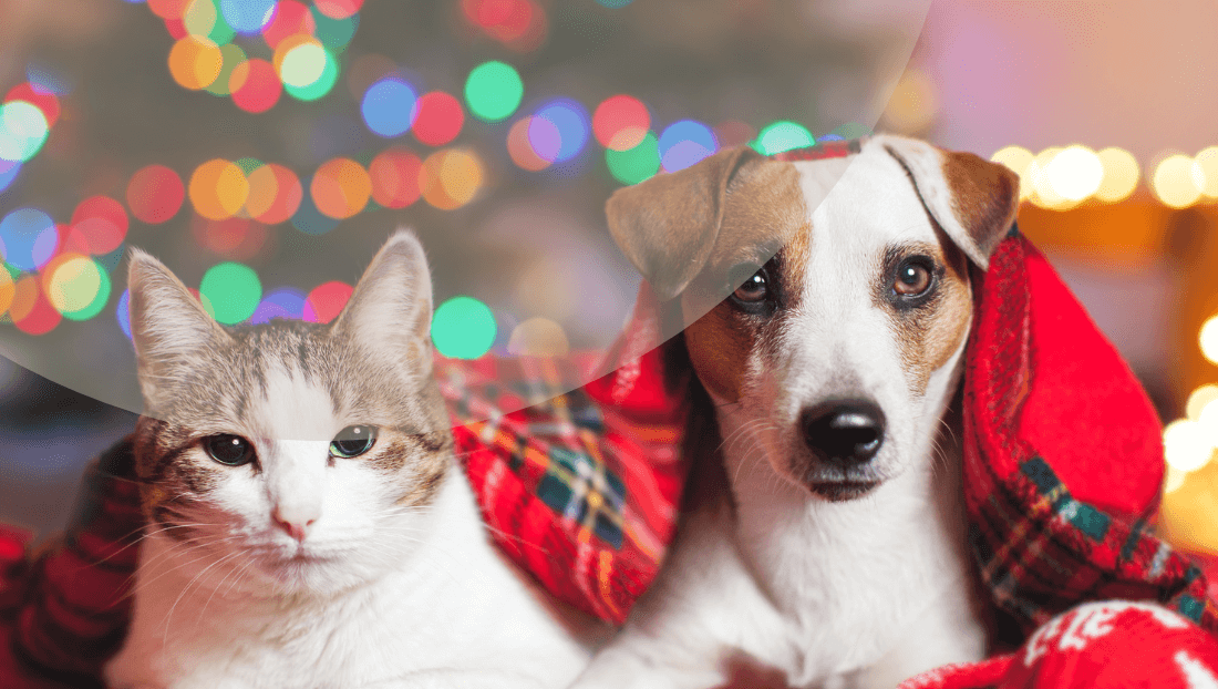 imagen blog veterinari del clinic post peligros navideños en mascotas imagen blog veterinari del clinic post peligros navideños en mascotas