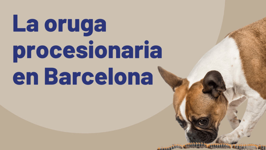 la oruga procesionaria en Barcelona post blog veterinary del clinic