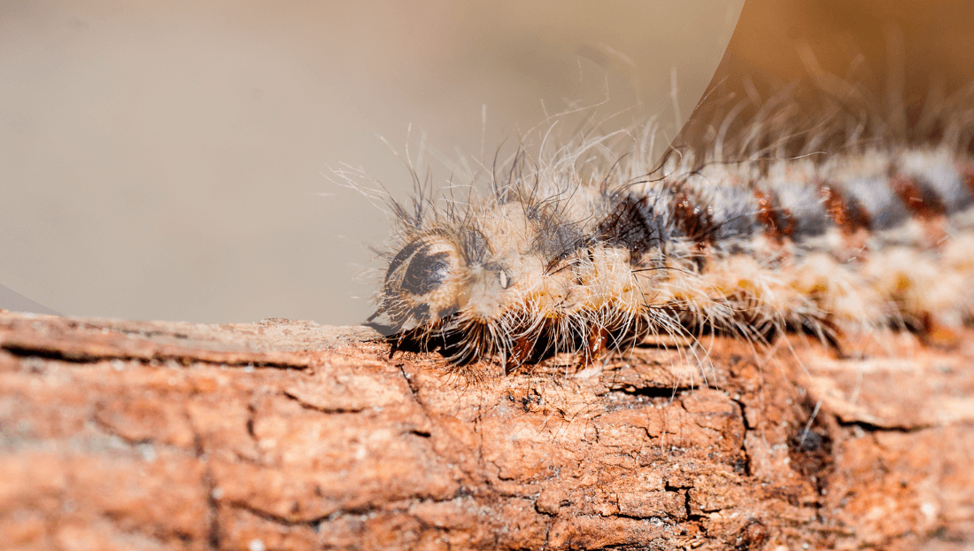 la oruga procesionaria en Barcelona imagen blog veterinary del clinic
